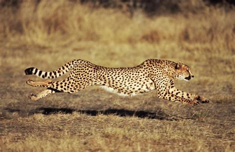 How fast can a cheetah run - Watch out. Robots are on the march, and a new breed of them can leap obstacles in a single bound. Scientists at the Massachusetts Institute of Technology have taught one of Google’...